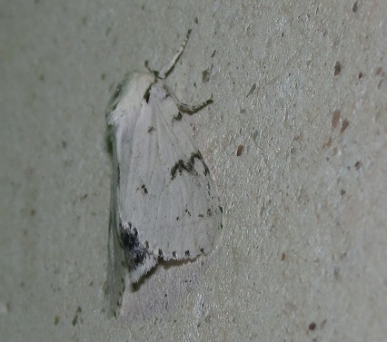 Lymantria dispar (Erebidae Lymantriinae)? - No,  Acronicta (Acronicta) leporina